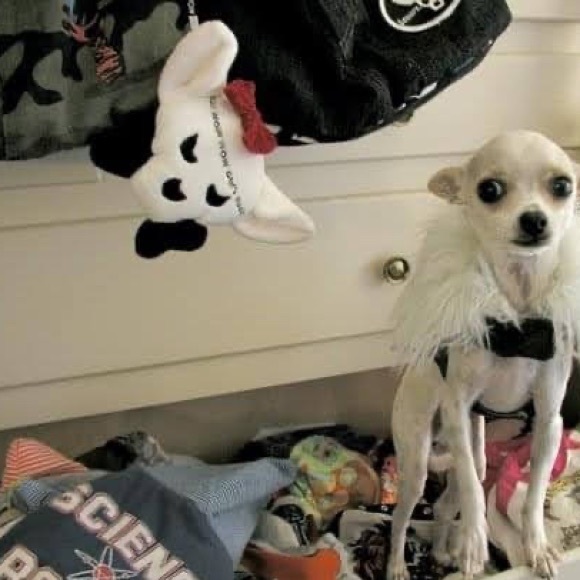 Backpack CWW Girls Rock ChiSkull - Picture 4 of 6